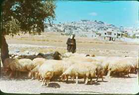 Sheperd and flock outside Bethlehem